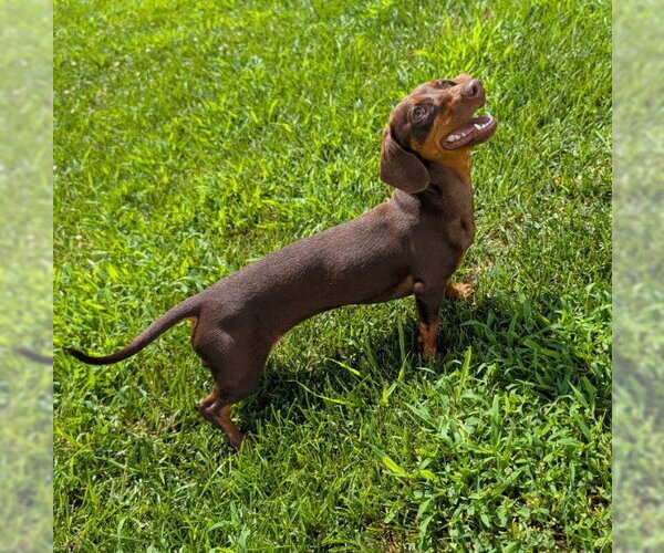 Medium Photo #6 Dachshund Puppy For Sale in Shelbyville, TN, USA