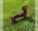 Small #5 Dachshund