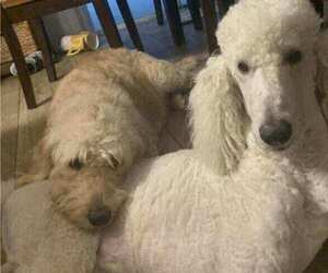Mother of the Labradoodle-Poodle (Standard) Mix puppies born on 05/22/2025
