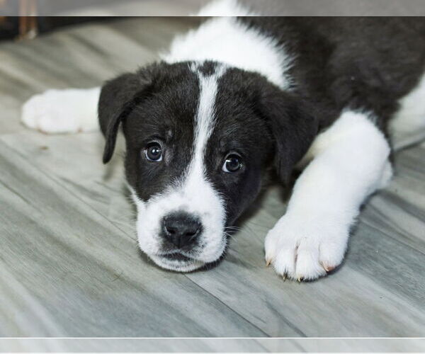 Medium Photo #7 Great Pyrenees-Unknown Mix Puppy For Sale in OKLAHOMA CITY, OK, USA