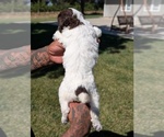 Small #4 Bernedoodle-Cavapoo (Miniature) Mix