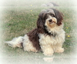 Small Photo #1 Havanese Puppy For Sale in RAINIER, OR, USA