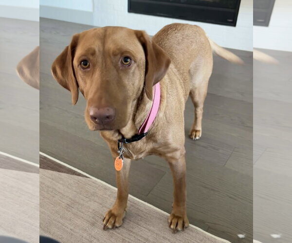 Medium Photo #2 Labrador Retriever-Unknown Mix Puppy For Sale in Fort Worth, TX, USA