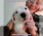 Small Photo #100 Dogo Argentino Puppy For Sale in JANE, MO, USA