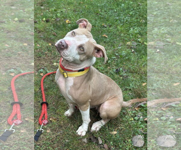 Medium Photo #1 American Pit Bull Terrier-Unknown Mix Puppy For Sale in Rockaway, NJ, USA