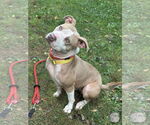 Small American Pit Bull Terrier Mix