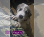 Small #3 Australian Shepherd-Great Pyrenees Mix