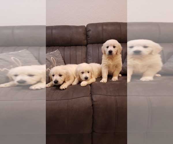Medium Photo #6 English Cream Golden Retriever Puppy For Sale in ELVERTA, CA, USA