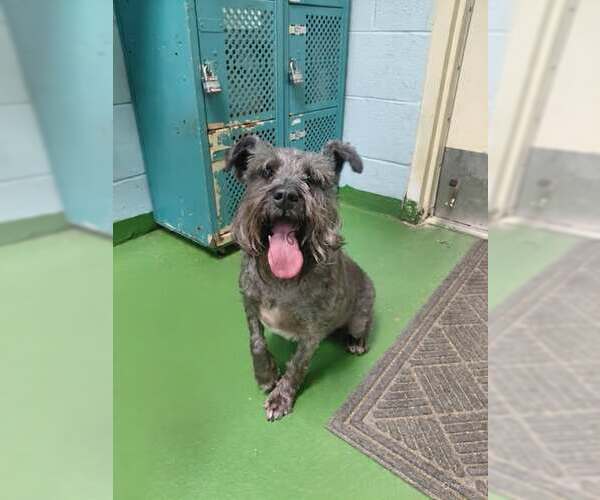 Medium Photo #1 Miniature Schnauzer-Unknown Mix Puppy For Sale in Rustburg, VA, USA