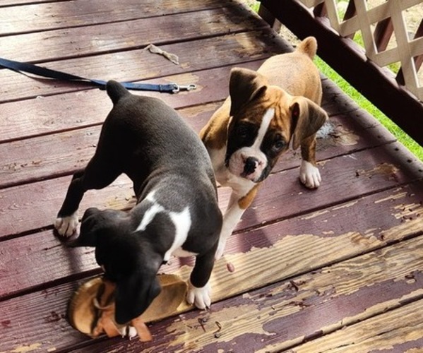 Medium Photo #5 Boxer Puppy For Sale in STAFFORD SPRINGS, CT, USA