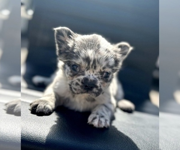 Medium Photo #4 French Bulldog Puppy For Sale in LOUISVILLE, KY, USA