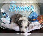 Puppy 1 Miniature American Shepherd-Poodle (Toy) Mix