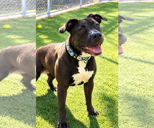 Mutt Dogs for adoption in Euless, TX, USA