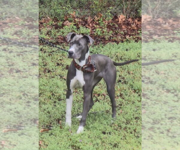 Medium Photo #3 Great Dane-Unknown Mix Puppy For Sale in Huntersville, NC, USA