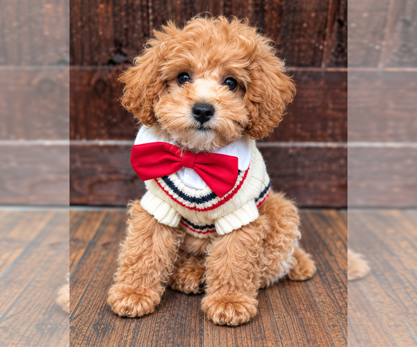 Medium Photo #1 Poodle (Toy) Puppy For Sale in RICHMOND HILL, GA, USA