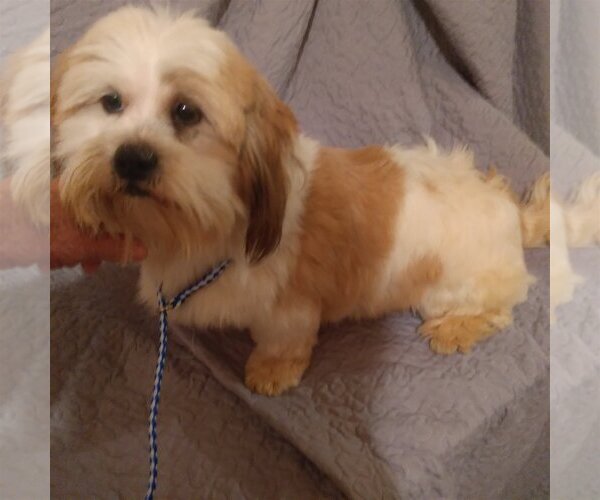 Medium Photo #3 Shih Tzu Puppy For Sale in Bonifay, MO, USA