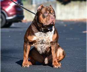 Father of the American Bully puppies born on 12/29/2023