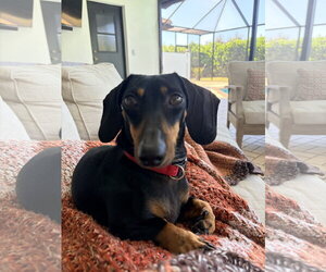 Dachshund Dogs for adoption in Tampa, FL, USA