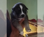 Puppy Puppy 2 Alaskan Klee Kai