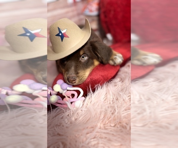 Medium Photo #66 Australian Shepherd Puppy For Sale in NEW BRAUNFELS, TX, USA