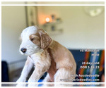 Small Photo #23 F2 Aussiedoodle-Irish Doodle Mix Puppy For Sale in SACRAMENTO, CA, USA
