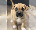 Small Labrador Retriever-Mountain Cur Mix