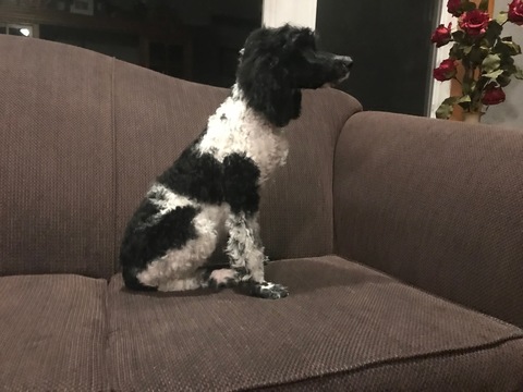 Medium Photo #23 Poodle (Standard) Puppy For Sale in AUGSBURG, IL, USA