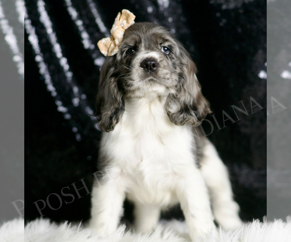 Medium Photo #4 Cocker Spaniel Puppy For Sale in WARSAW, IN, USA