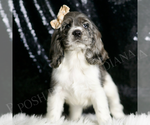 Small #3 Cocker Spaniel