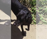 Small #3 Labrador Retriever Mix