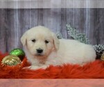 Small Photo #3 English Cream Golden Retriever Puppy For Sale in FREDERICKSBG, OH, USA
