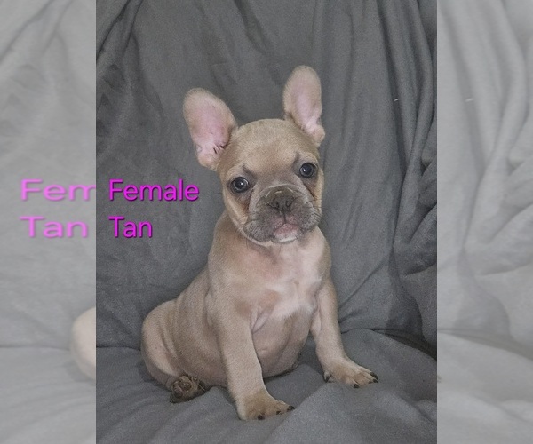 Medium Photo #1 French Bulldog Puppy For Sale in CLARKSVILLE, OH, USA