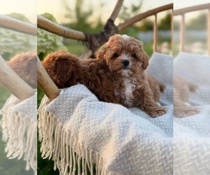 Maltipoo (Miniature) Puppy for sale in MIAMI, FL, USA