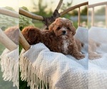 Image preview for Ad Listing. Nickname: Lola