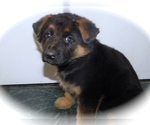 Small #2 German Shepherd Dog