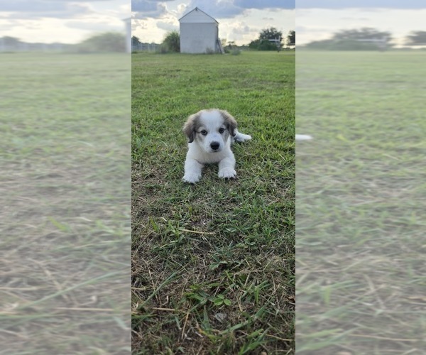 Medium Photo #1 Great Pyrenees Puppy For Sale in UMATILLA, FL, USA