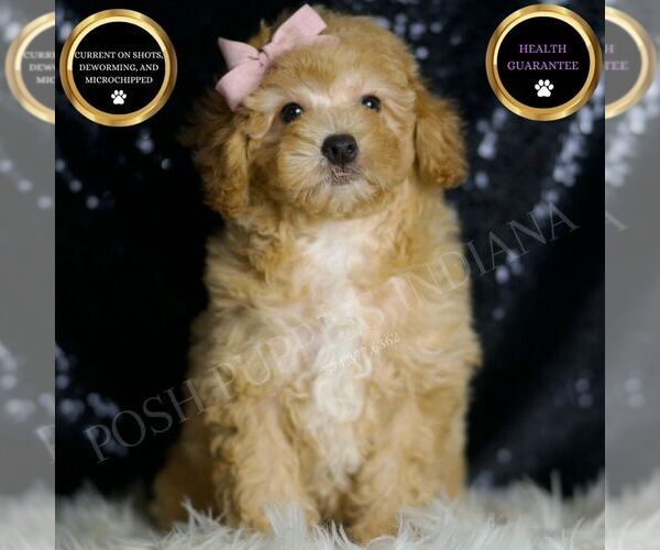 Medium Photo #1 Poodle (Miniature) Puppy For Sale in WARSAW, IN, USA