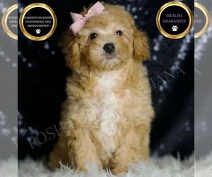 Poodle (Miniature) Puppy for sale in WARSAW, IN, USA