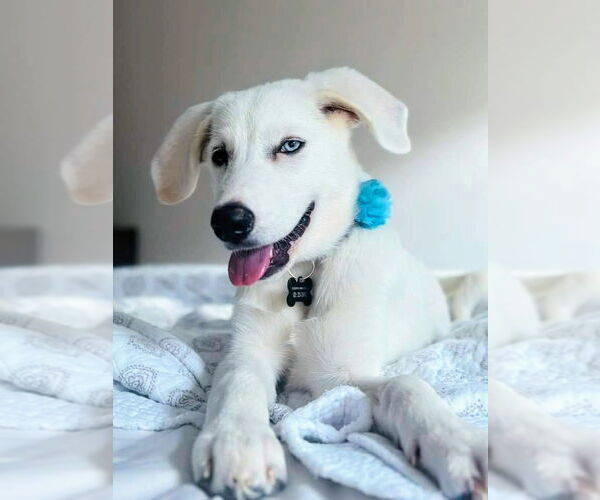 Medium Photo #4 Labrenees Puppy For Sale in Rockaway, NJ, USA