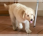Small Photo #4 Goldendoodle-Poodle (Standard) Mix Puppy For Sale in BATON ROUGE, LA, USA