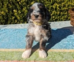 Small Photo #3 Goldendoodle (Miniature) Puppy For Sale in PLACERVILLE, CA, USA