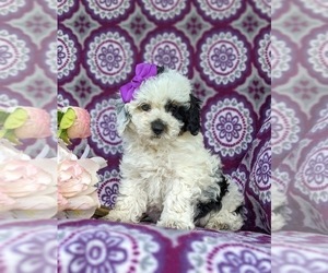 Poodle (Miniature) Dog for Adoption in CHRISTIANA, Pennsylvania USA