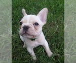 Small Photo #3 French Bulldog Puppy For Sale in CANYON LAKE, TX, USA