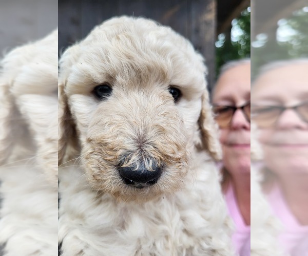 Medium Photo #2 Poodle (Standard) Puppy For Sale in CANTON, GA, USA