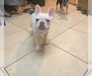 Father of the French Bulldog puppies born on 07/26/2023