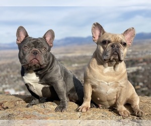 Father of the French Bulldog puppies born on 12/06/2023