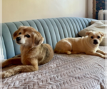 Small #2 Mutt