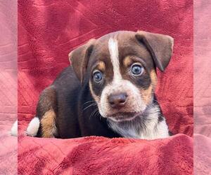 Raggle Dogs for adoption in San Diego, CA, USA