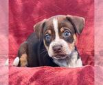 Phoenix Pup - Maricopa - Female Raggle Dog for Adoption - Small photo