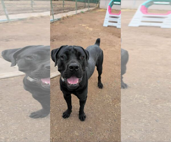 Medium Photo #1 Mutt Puppy For Sale in phoenix, AZ, USA